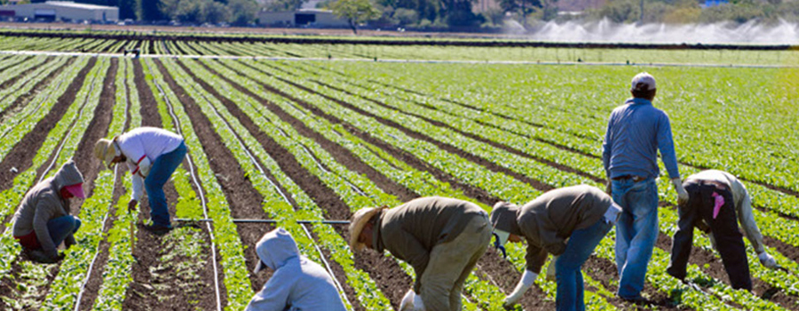 workers picking crops