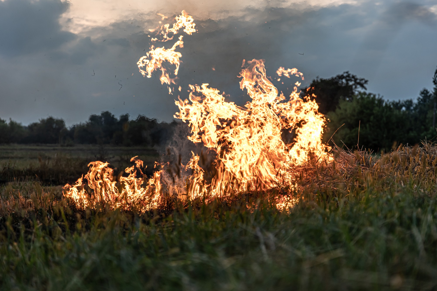 wildfire smoke